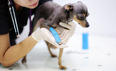 Female veterinarian doctor during the examination in veterinary clinic
