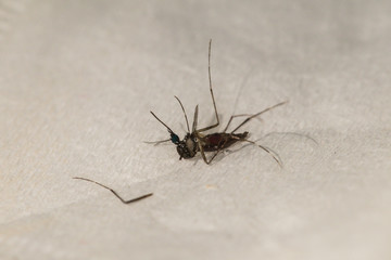 Macro of a dead mosquito dead on white background.Stomach full of blood but die.