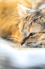 Tired cat lies with narrowed eyes. Peace of mind