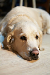 Labrador retriever dog lying on a floor at home