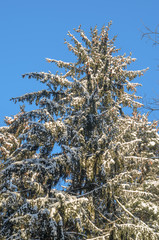 Snowy fir trees on blue sky background. Spruce in the forest - Christmas backdrop