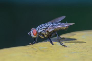 Housefly in the yellow and black background,macro closeup,Hairy home fly.