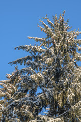 Snowy fir trees on blue sky background. Spruce in the forest - Christmas backdrop
