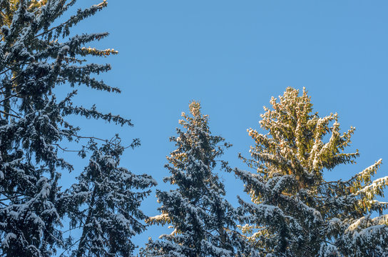 Fototapeta Snowy fir trees on blue sky background. Spruce in the forest - Christmas backdrop