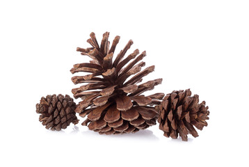 Sprig of cones isolated on white background.