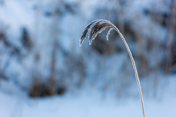 dry grass in the frost