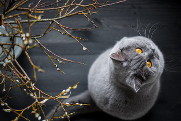 British shorthair cat sitting on black wooden table next to easter catkins.