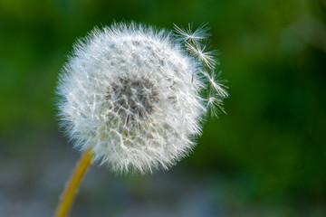 dandelion on green background