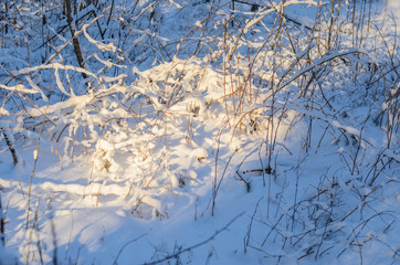 Forest floor covered in snow during winter. Sunbeams on snowy forest ground. Abstract seasonaly background