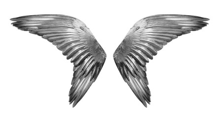 Fototapeta na wymiar Wings isolated on white background.