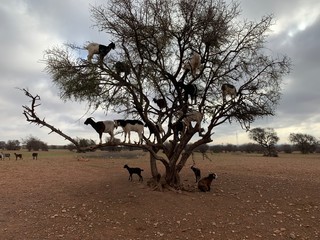Ziegen grasen im Baum in Marokko