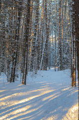 Fototapeta premium Sunset in snowy winter fir forest. Sun's rays break through the trunks of trees. Cold winter landscape