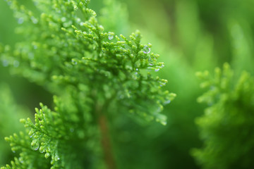 Macro of green pine branch with rain drops ,Pine needle with big dewdrops after rain