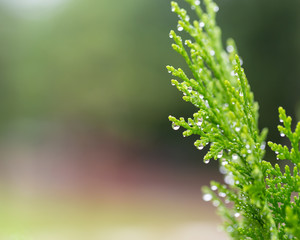 Macro of green pine branch with rain drops ,Pine needle with big dewdrops after rain