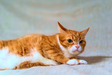 Obraz premium studio portrait of a red cat