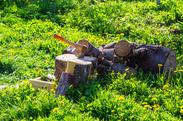 Fototapeta premium ax and firewood on the grass