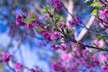 Galho com flores