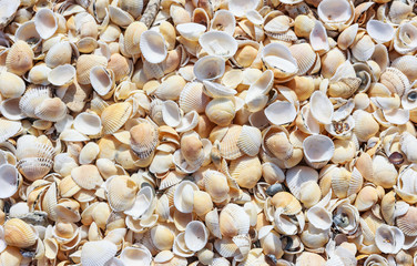 A lot of shells on the sea shore