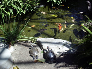 Fish & Turtles Swimming