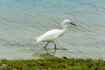 Lonely white heron at the board of the Conceicao Lagoon (Lagoa da Conceicao), in Florianopolis, Brazil.