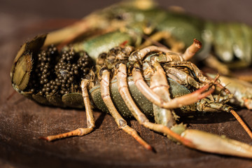 Raw crayfish on wooden background close up