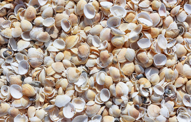 A lot of shells on the sea shore