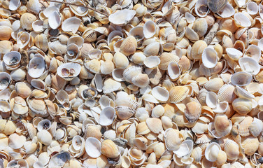 A lot of shells on the sea shore