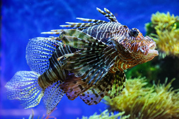 Fototapeta na wymiar tropical fish