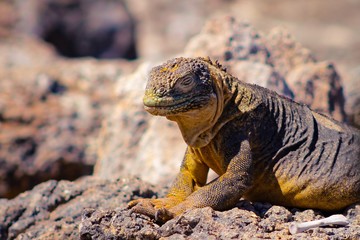 Obraz premium Land iguana, Plazas island, Galapagos
