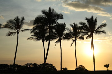 Sunset and Palm trees