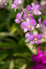 Beautiful purple Phalaenopsis orchid flowers with natural background.