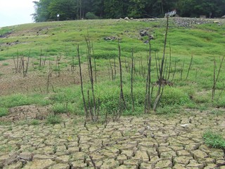 LAC VIDE DE GUERLEDAN EN JUILLET 2015 - BRETAGNE - MORBIHAN ET COTES D'ARMOR