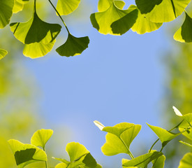 Ginkgo leaves and blue sky