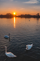 Beautiful sunset with swans near Plattling-Isar-Bavaria-Germany
