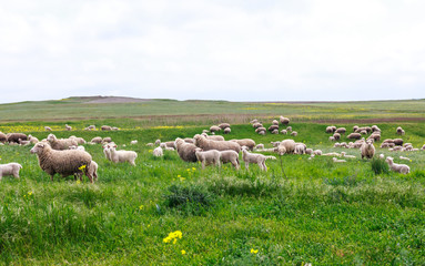 Sheep graze on the field