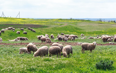 Sheep graze on the field