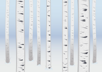 Christmas background birch grove in winter. greeting card, poster design and advertising