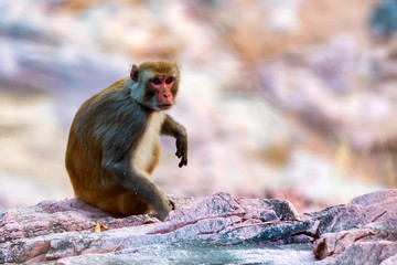 Sri-Lankan toque macaque or Macaca sinica in nature