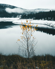 Eckersee im Harz