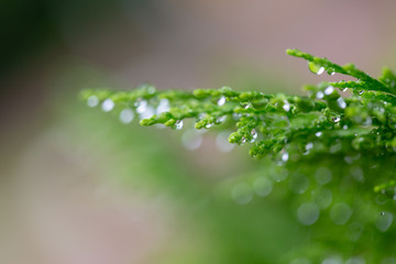 Fototapeta na wymiar Macro of green pine branch with rain drops ,Pine needle with big dewdrops after rain