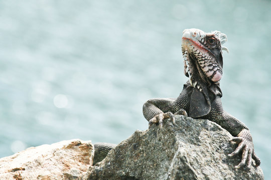 Iguana1