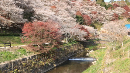 紅葉の四季桜の里と小川の流れ