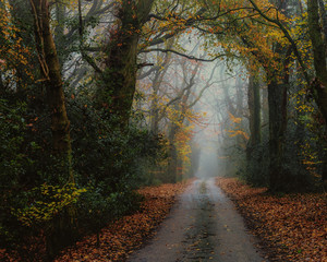 Foggy Country lane near Blackbury Hill Fort, Devon with autumn colours