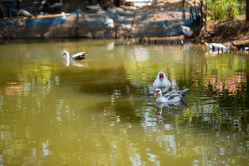 white domestic ducks. The duck is white, in nature.