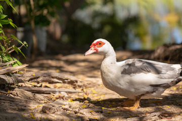 white domestic ducks. The duck is white, in nature.