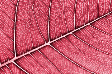 Naklejka na ściany i meble perfect red bo leaf texture - closeup