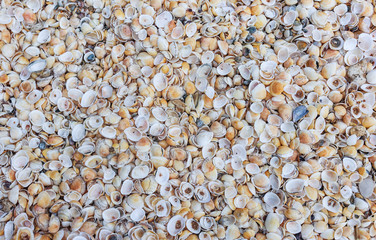 Seashells on the seashore