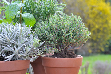 close on thyme potted with sage and rosemary in garden