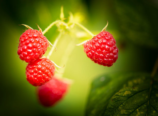 Red raspberry