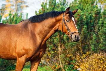 Naklejka na ściany i meble portrait sportive warmblood horse posing against stable